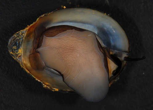 Image of Cycloneritimorpha