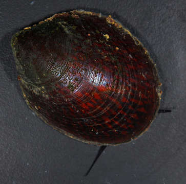 Image of Cycloneritimorpha