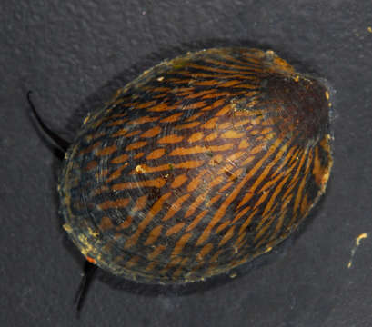 Image of Cycloneritimorpha