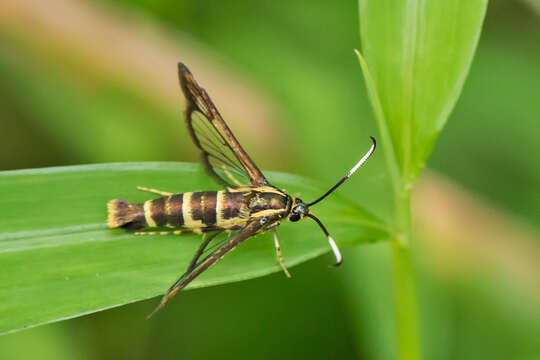 Image de Carmenta bassiformis Walker 1856