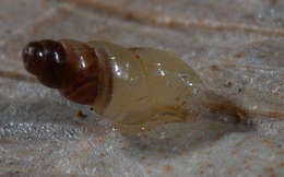 صورة Subulinidae