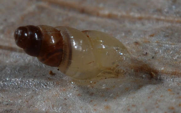 Image of Subulinidae