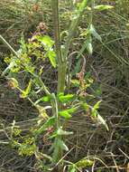 Image of wild parsnip