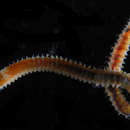 Image of palolo worm