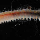 Image of palolo worm