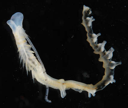 Image of Parchment Tubeworms