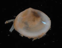 Image of Heterodonta