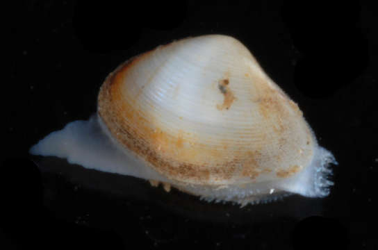 Image of Semelidae Stoliczka 1870