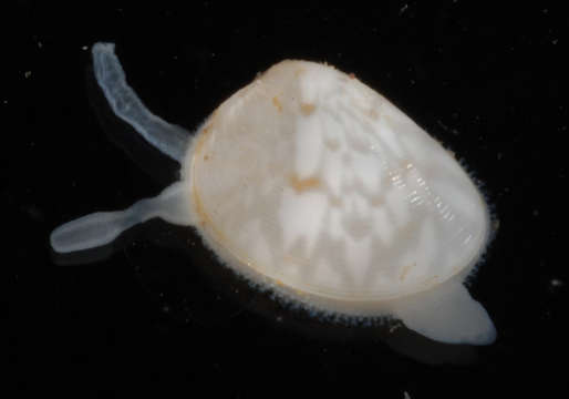 Image of Heterodonta