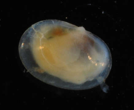 Image of Heterodonta