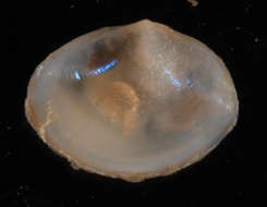 Image of Heterodonta