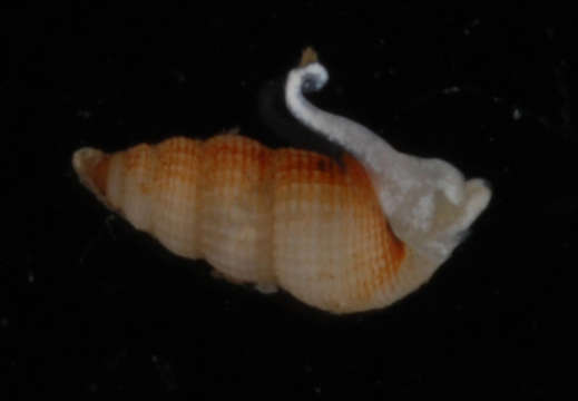 Image of Potamididae