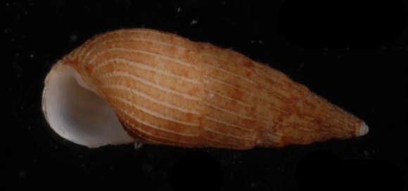Image de Rissooidea Gray 1847