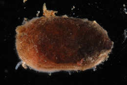Image de <i>Phenacolepas tenuisculpta</i>