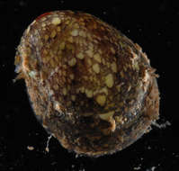 Image of <i>Neritina siquijorensis</i>