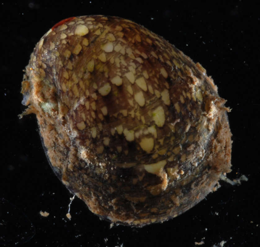 Image of <i>Neritina siquijorensis</i>