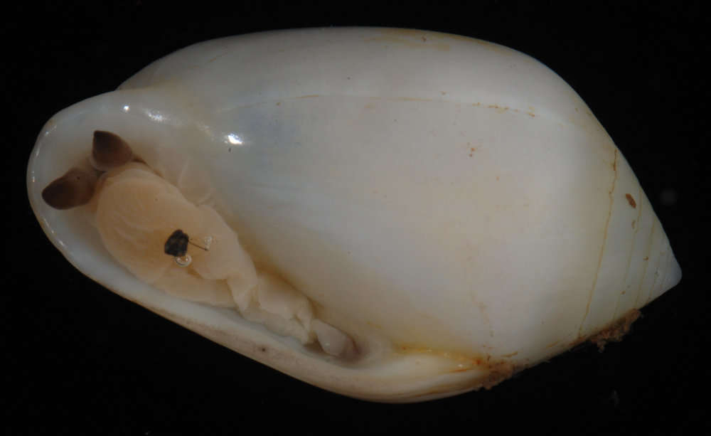 Image of Ellobiidae L. Pfeiffer 1854