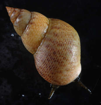 Image of Mangrove periwinkles