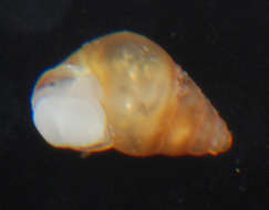 Image of Looping Snails and Allies