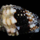 Image of Condylomitra tuberosa (Reeve 1845)