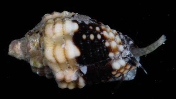 Image of Condylomitra Fedosov, Herrmann, Kantor & Bouchet 2018