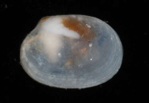 Image of Heterodonta