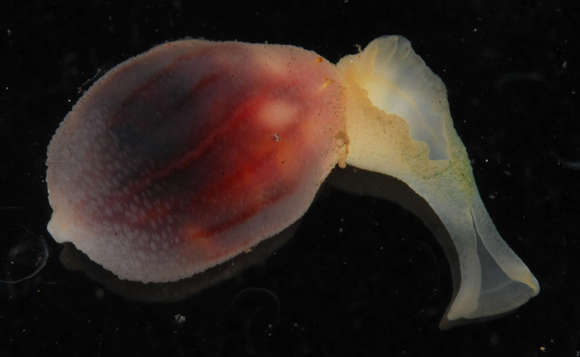 Image of Echiuroidea