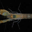 Image of brownbar snapping shrimp