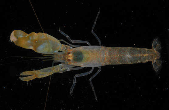 Image of brownbar snapping shrimp