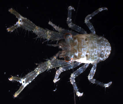 Image of red stripe squat lobster