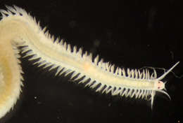 Image of Phyllodocida