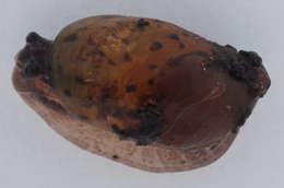 Image of amber snail