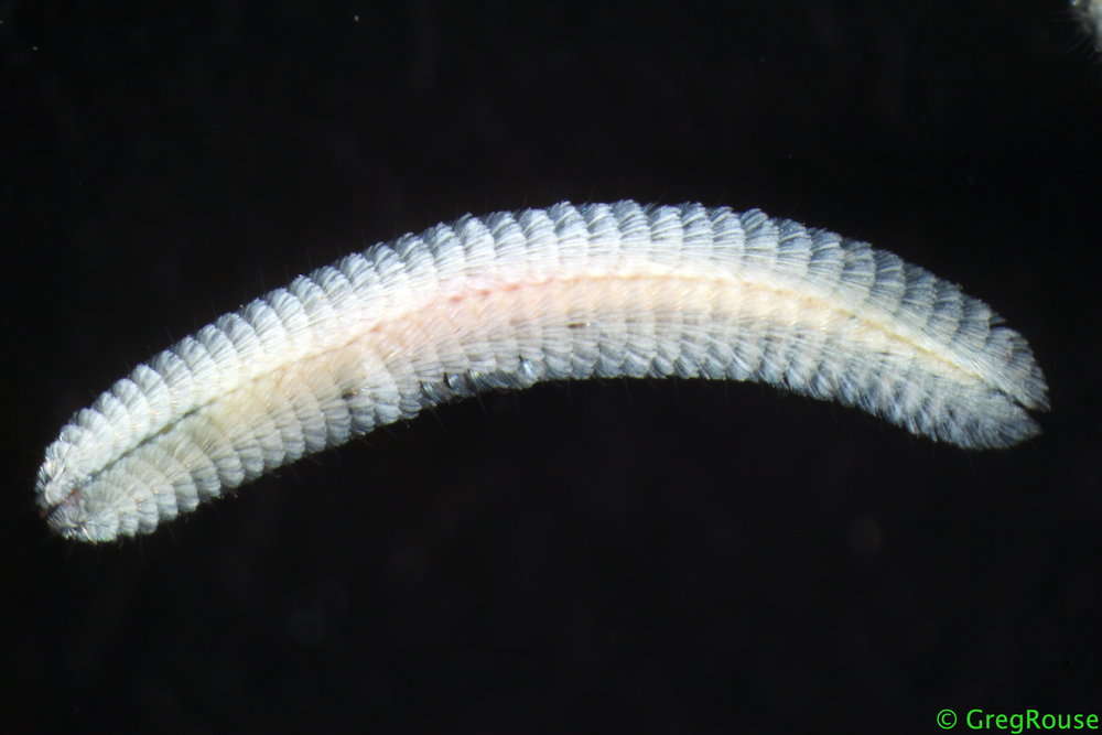 صورة Chrysopetalidae