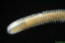 Sivun Chrysopetalidae kuva