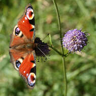 Image of Devil’s Bit Scabious