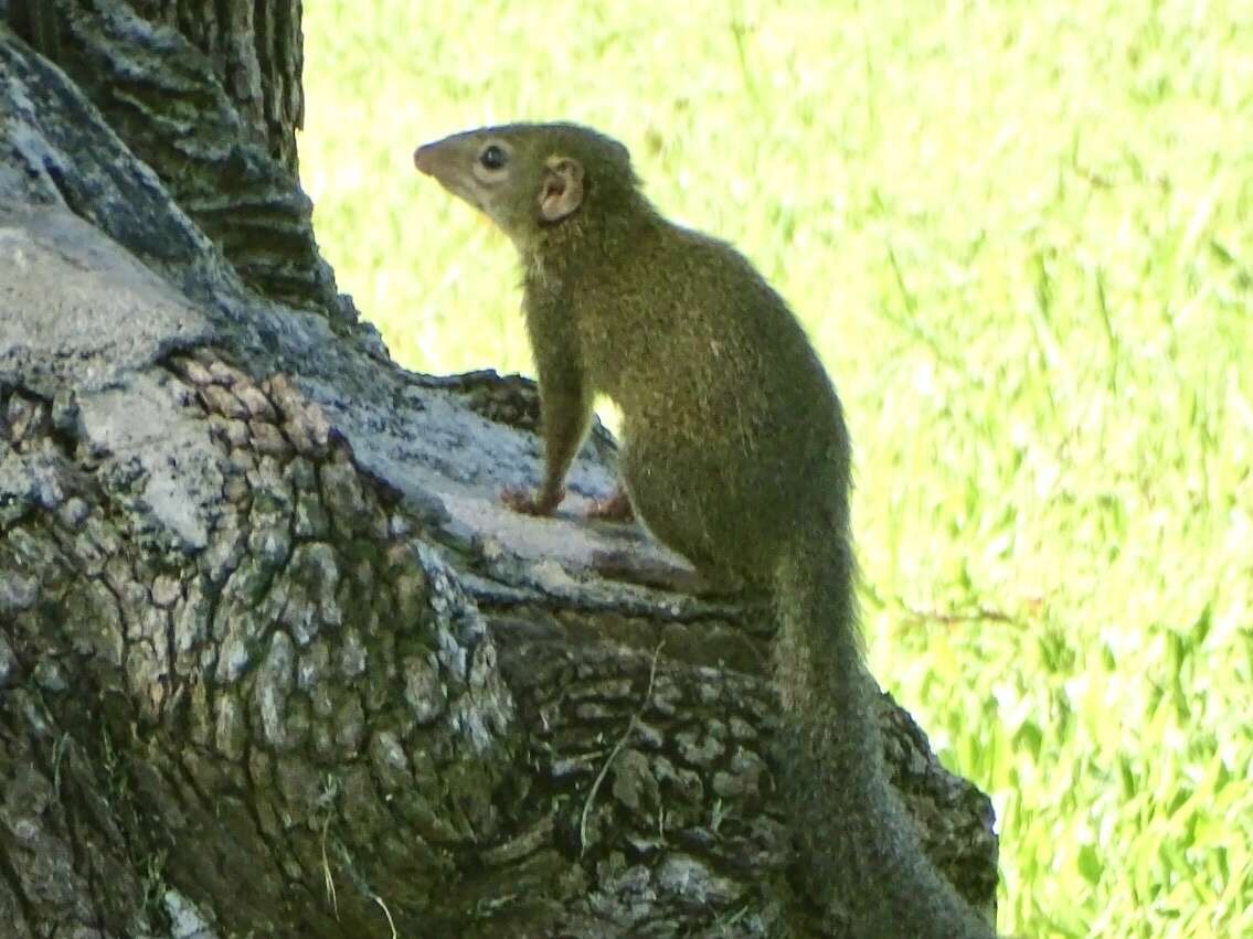 Image of Northern Tree Shrew