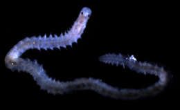 Image of Nematonereis