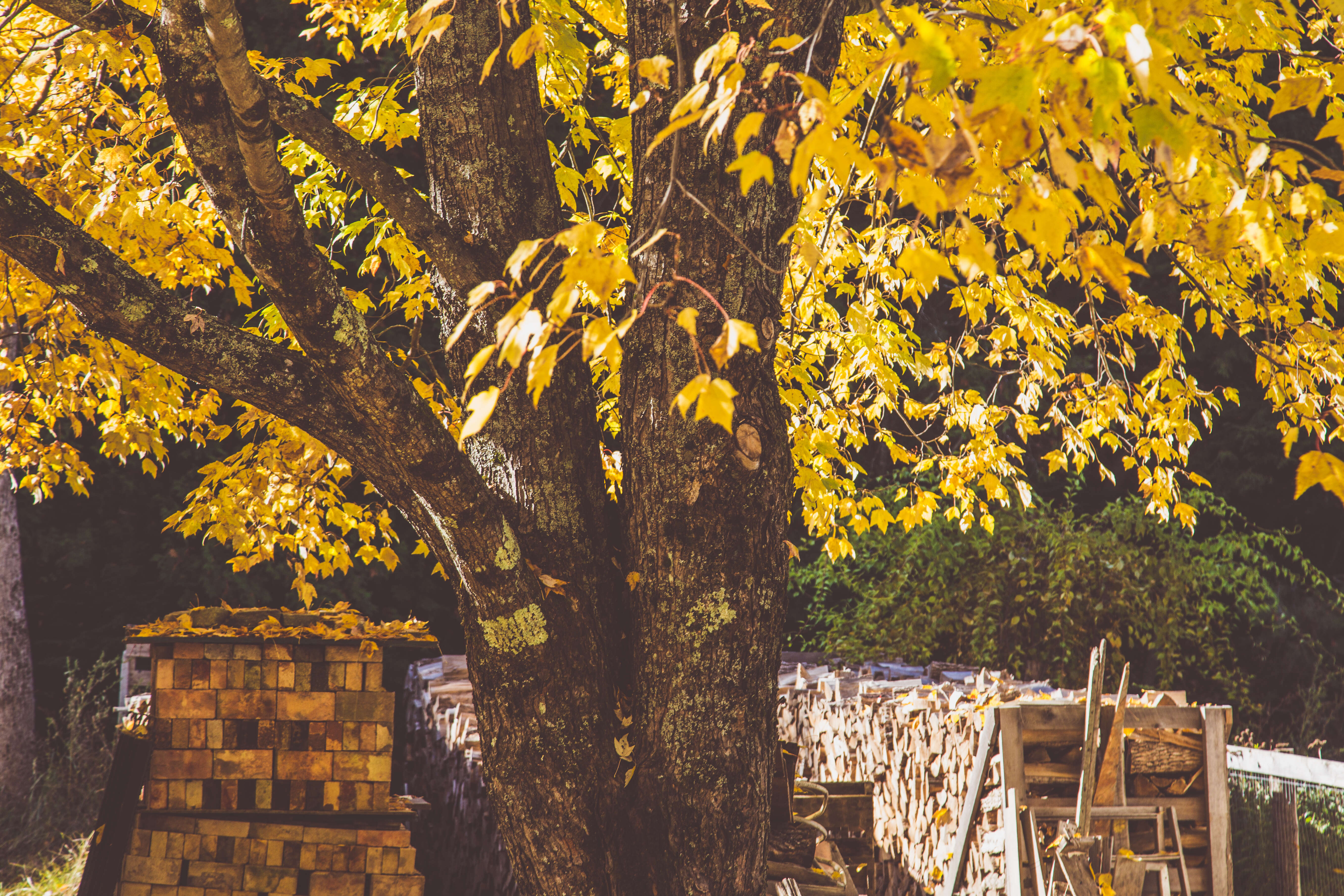 Image of Striped Maple