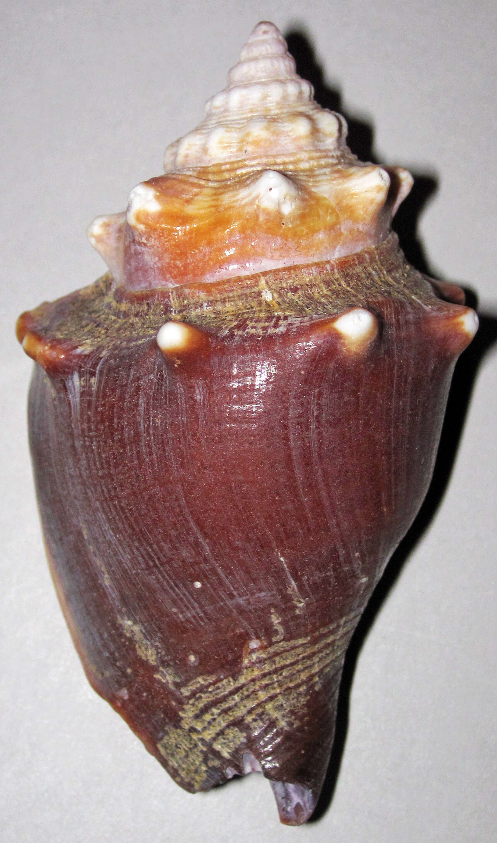 Image of Florida fighting conch