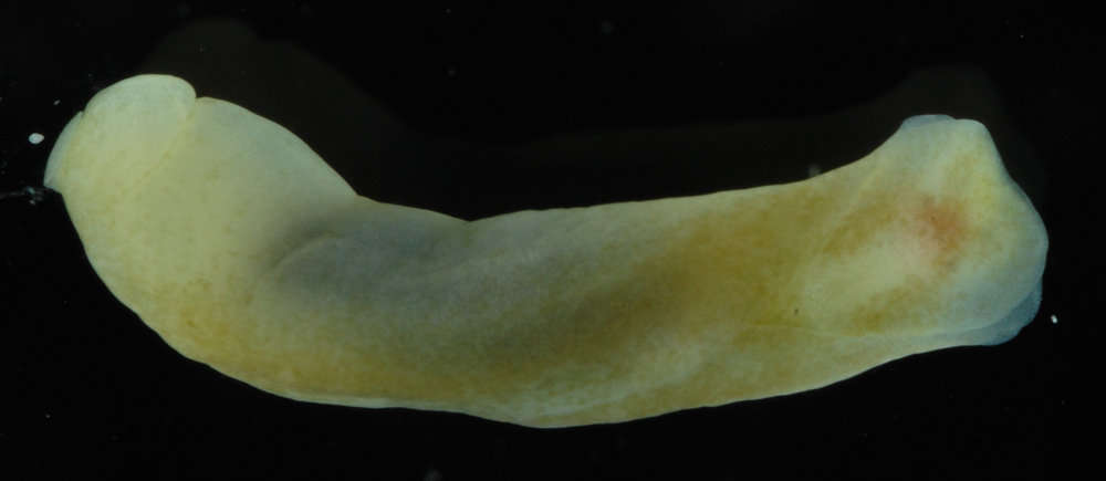 Sivun Phanerophthalmus olivaceus (Ehrenberg 1828) kuva