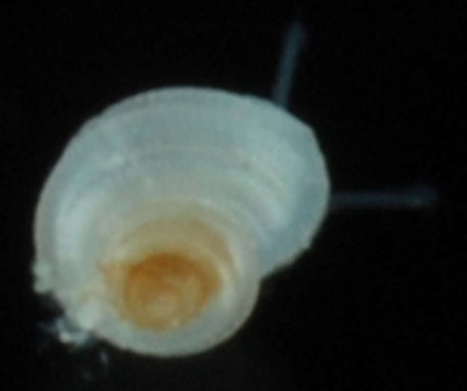 Image of Tornidae Sacco 1896