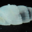 Image of <i>Ugartea scalarina</i>