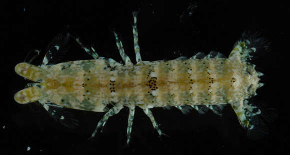 Image of <i>Gonodactylellus snidvongsi</i>