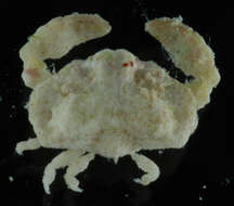 Image of <i>Oreotlos lagarodes</i>