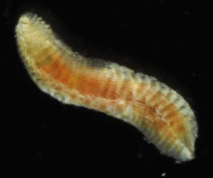 Image of Phyllodocida