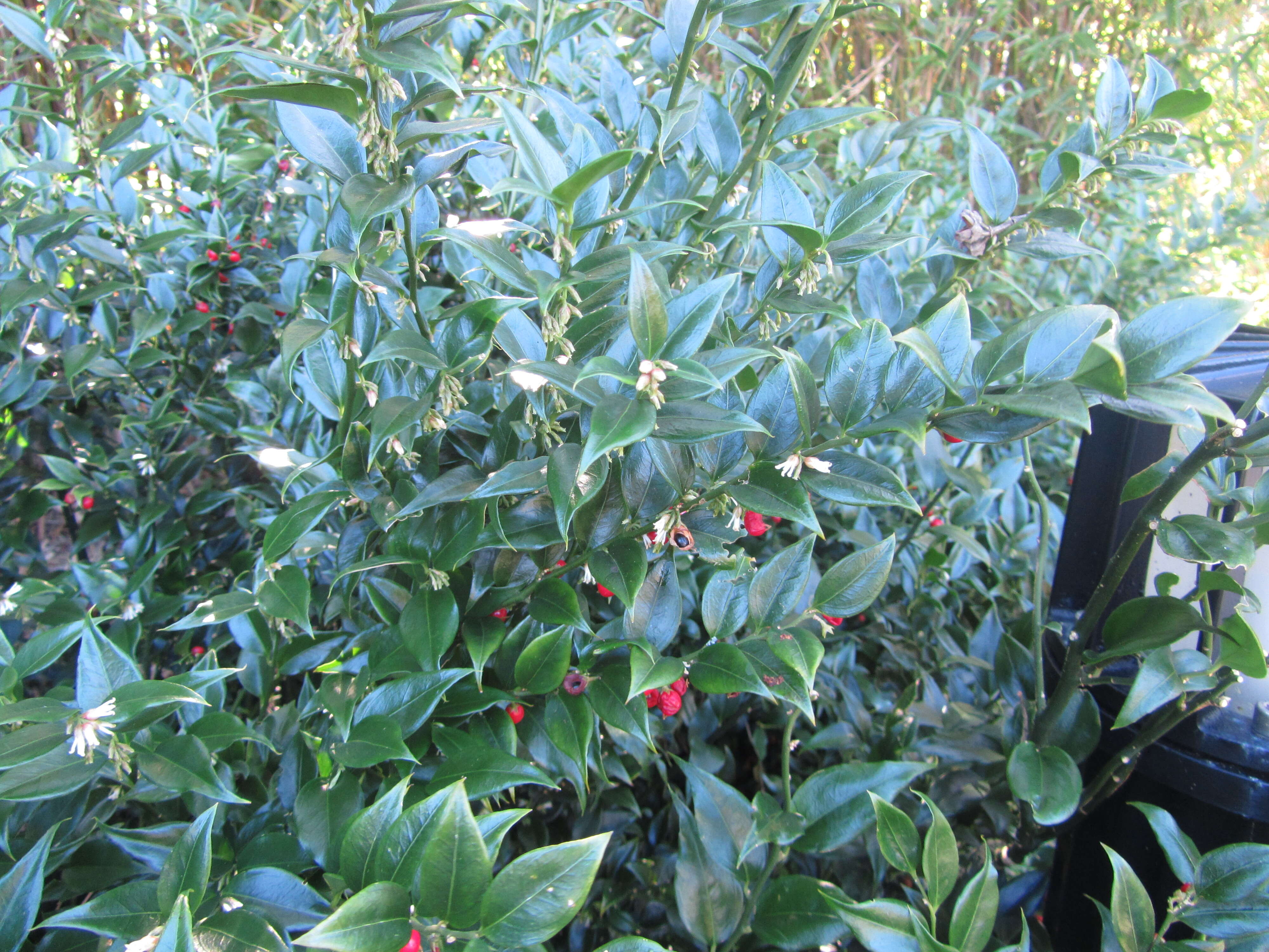 Image of Sarcococca ruscifolia Stapf