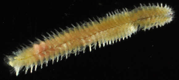 Image of Phyllodocida