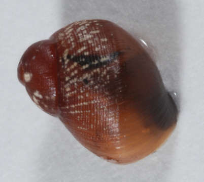 Partulidae resmi