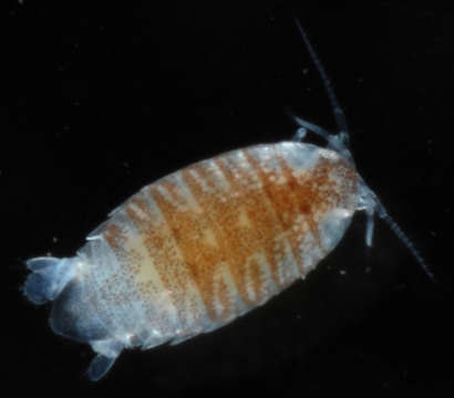 Image of Cymothooidea Leach 1814