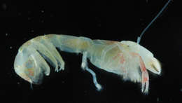 Image of ghost shrimps